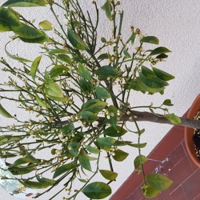 Calamondino tanti fiori che non sbocciano: come mai?