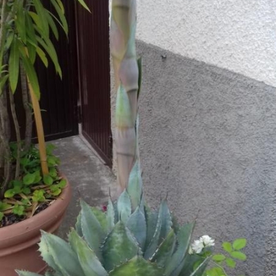 Agave: fusto centrale con fiore, come toglierlo?