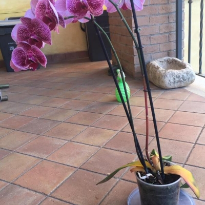 Orchidea con foglie gialle e stelo rosso: cosa fare?