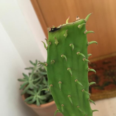 Punta del cactus annerita tagliata, di nuovo nera: come mai?