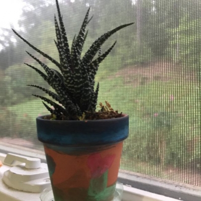 Haworthia attenuata: come coltivarla?