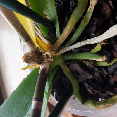 Orchidea seccata in poco tempo: come mai?