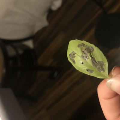 Cosa succede alle foglie del mio basilico?