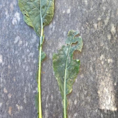 I miei ortaggi sono mangiati da lumache e insetti? Cosa fare?