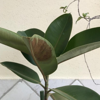 Ficus elastica: foglie macchiate e afflosciate, cosa devo fare?