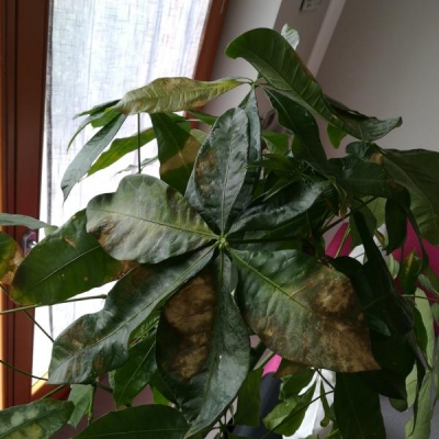 Perchè la nostra pianta da appartamento presenta macchie e perde foglie?