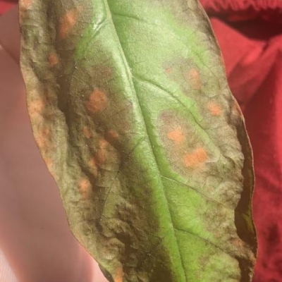 Avocado: presenta macchie che si estendono sulle foglie, Cosa devo fare?