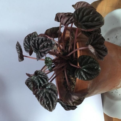 Peperomia ha perso molte foglie: cosa sbaglio?