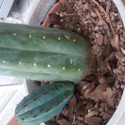 Cactus con macchie nere e consistenza molle: è normale?
