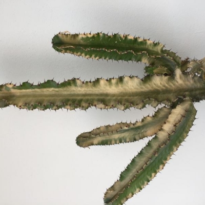Cactus giallo con rami molli: come intervenire?
