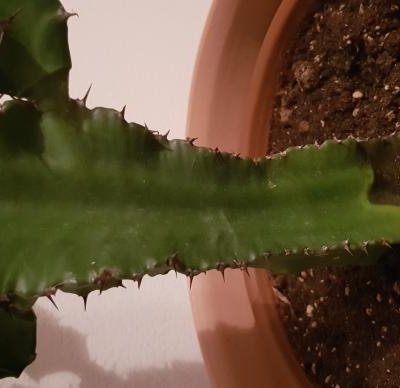 Cactus: che cos'è la macchia nera alla base?