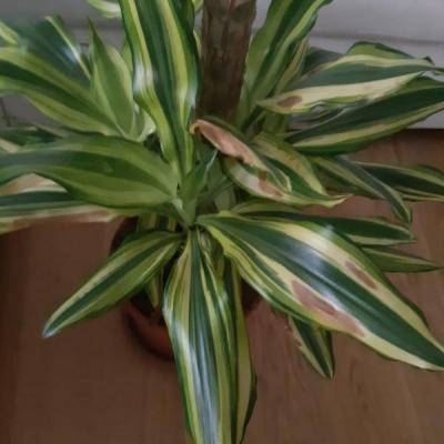 Dracena con macchie marroni: come mai?