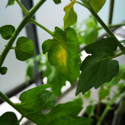 Pomodorini con foglie macchiate: cosa sono e cosa fare?