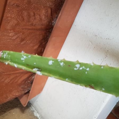 Aloe con granelli bianchi: cosa sono?
