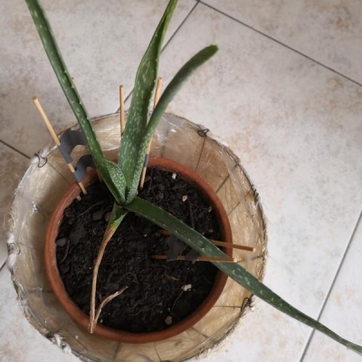 Aloe con foglie secche che cadono: come mai?