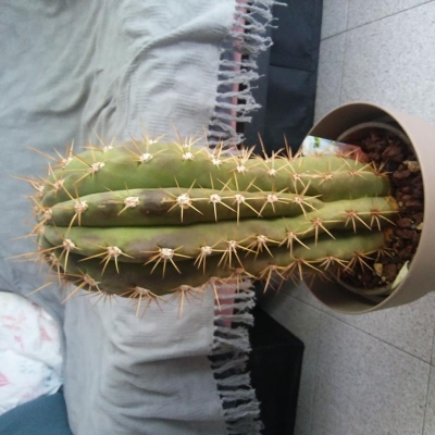 Cactus con macchie scure: da cosa sono causate?