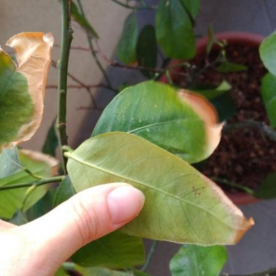 Limone: foglie con bordi seccati, cosa fare?