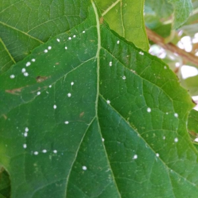 Ortensia quercifolia con ragnetti bianchi: cosa sono?