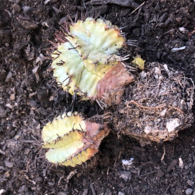 Cactus doppio con macchie marroni alla base: è un fungo?