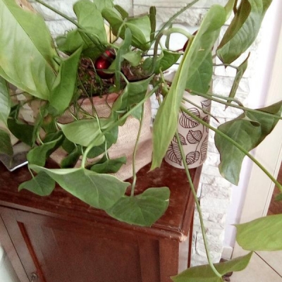 Anthurium ha preso troppa acqua: come farlo riprendere?