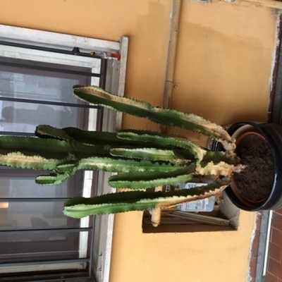 Cactus marcio alla base: cosa fare?