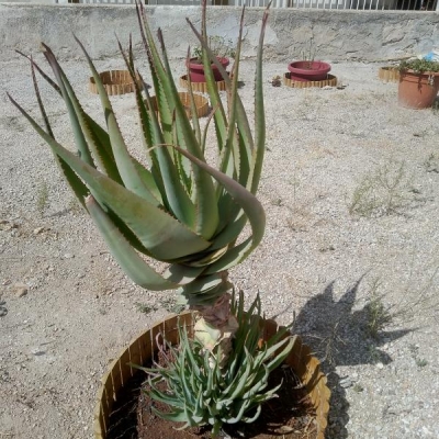 Aloe ingiallita e punte rosse: come mai?