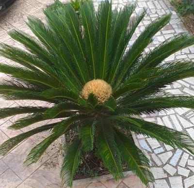 Cycas: il fiore rallenta la crescita della pianta?