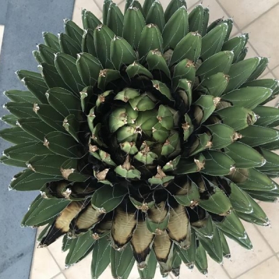 Agave: le foglie ingialliscono, posso recuperarla?