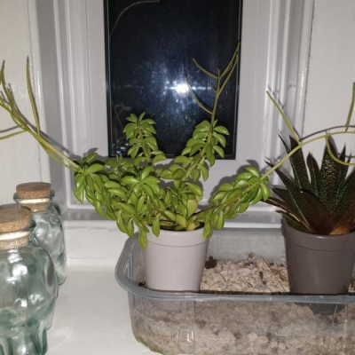 Perchè la mia pianta non cresce omogeneamente?