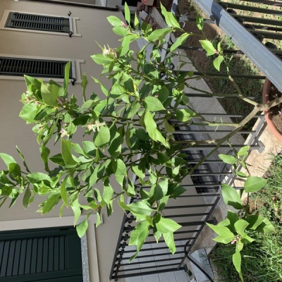 Perchè al limone cadono i frutti?