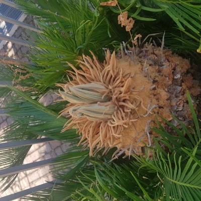 È normale che la mia cycas stia cacciando tre teste?