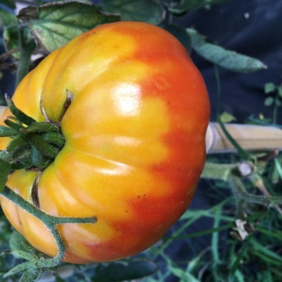 Cosa sta succedendo ai miei pomodori?