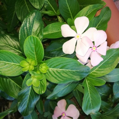 Che pianta è quella in foto con fiori verdi?