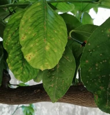 La pianta di limone è attaccata da parassiti?