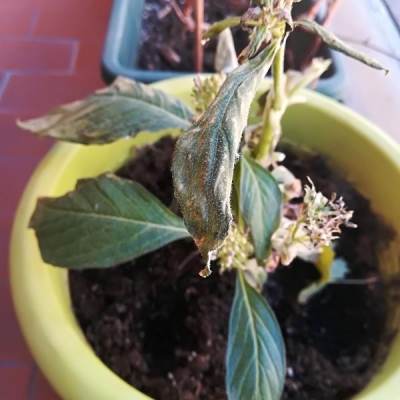 Perchè le foglie della mia pentas lanceolata stanno seccando?