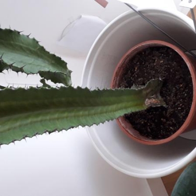 Euphorbia sofferente: colpa del caldo?