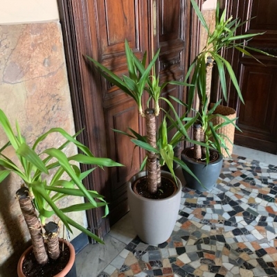 Yucca con foglie chiare che cadono: cosa fare?