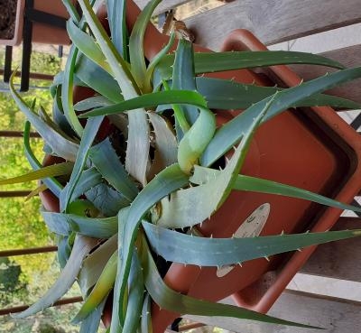 Aloe afflosciata: come farla rinvigorire?