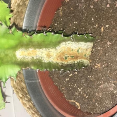 Euphorbia scolorita con macchia bianca/marrone: cosa fare?