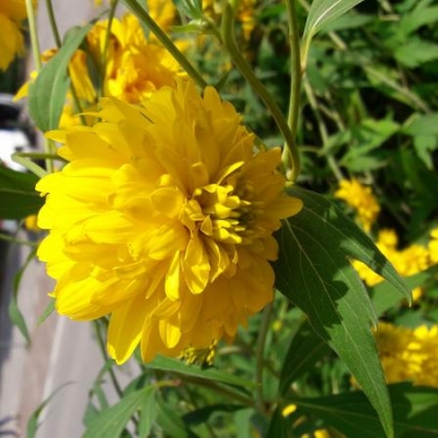 Pianta resistente al freddo con fiori gialli: come si chiama?