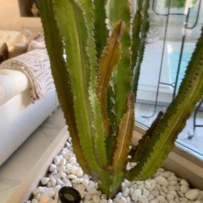 Cactus con bracci verde scuro: cosa fare?