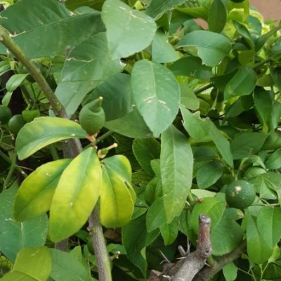 Limone con tanti frutti: meglio toglierne qualcuno?