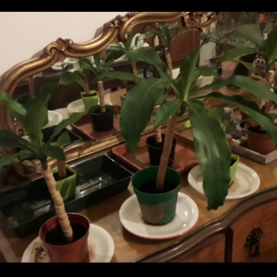 Dracena con radici che escono: posso rinvasarla in vaso più grande?