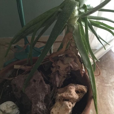 Aloe con radice secca: come salvarla?