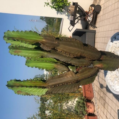 Cactus in sofferenza: come aiutarlo?