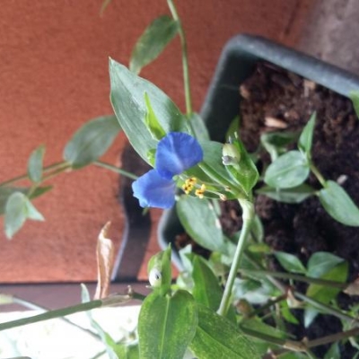 Come si chiama questa pianta con fiori blu?