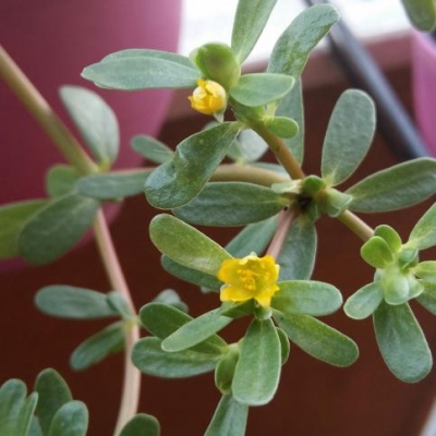 Come si chiama questa pianta spontanea con fiori gialli?