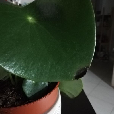 Peperomia perde foglie con macchie: cosa sbaglio?