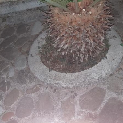 Palma: posso lasciare i bulbi interrati sotto la pianta?