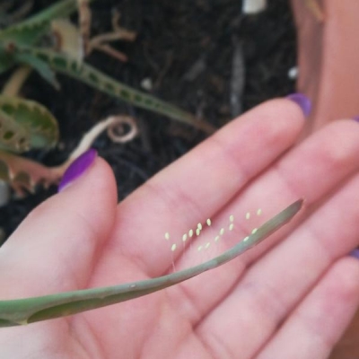 Aloe arborescens: piccoli semi attaccati a una foglia, cosa sono?